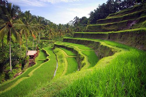 BedahuluPutu Ubud Glamping Camping的山丘上种有棕榈树的绿色田野