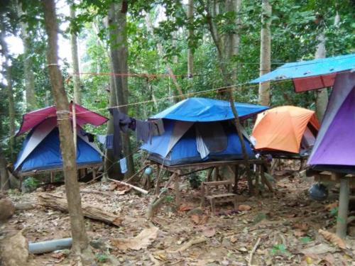 BedahuluPutu Ubud Glamping Camping的森林中间的一组帐篷