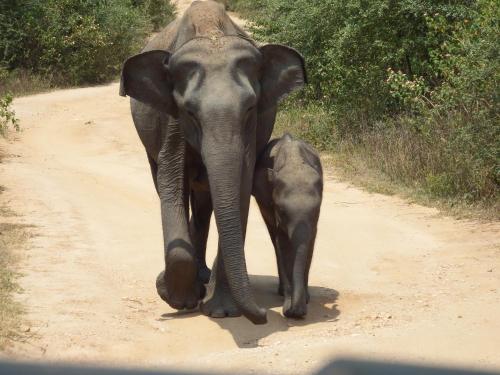 达瓦拉维Wild Safari Clay House的一只成年大象和一只小象沿着土路走
