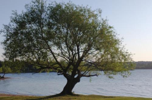 拉佛罗里达La florida的树坐在水体附近的草上