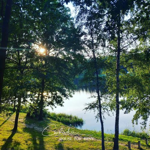 莱扎伊斯克Cieślówka的透过一组树木可欣赏到湖泊美景