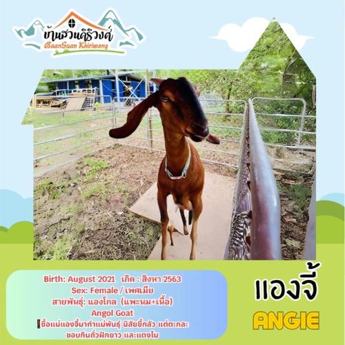 Khao YoiBaan Suan Khiriwong的一张狗站在围栏旁的照片