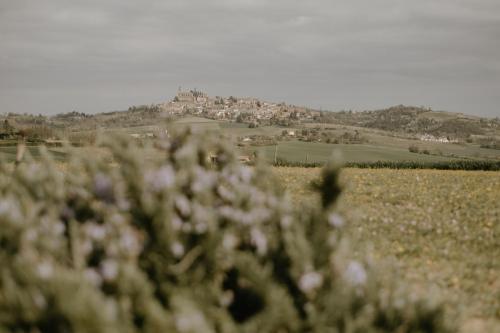 VignaleBelcasale的一片花田,背景是一座城镇
