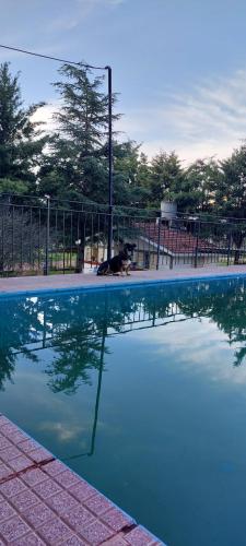 维拉卡洛斯帕兹Habitación En La Casita de Marley的游泳池旁有狗