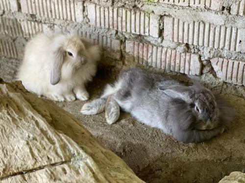 昆达桑Bonsai Villa @ Mesilou 盆栽小苑的两只兔子躺在砖墙旁边