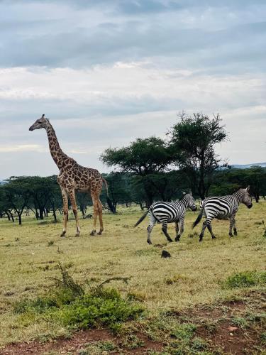 OlolaimutiekNashipae Cultural Oasis的长颈鹿和两斑马在田野里跑