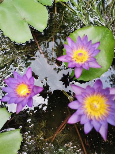 哈巴拉杜瓦Shadow lake villa的池塘里一群紫色的花