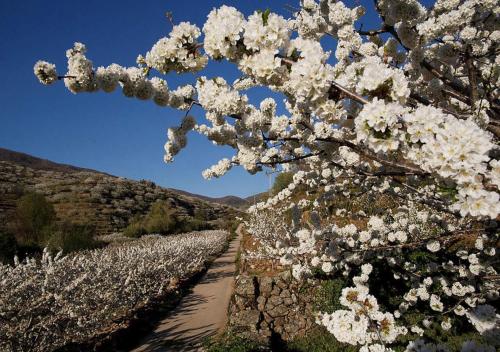 Casas del MonteCASA RURAL ARBEQUINA, Primavera en el Valle del Ambroz的有一排种着白色花的树木