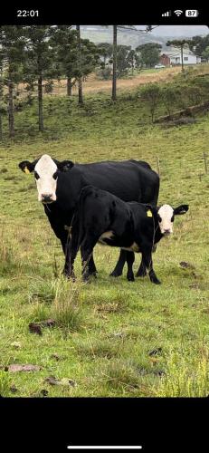 邦雅尔丁-达塞拉Gralha Azul的站在田野上的两头牛