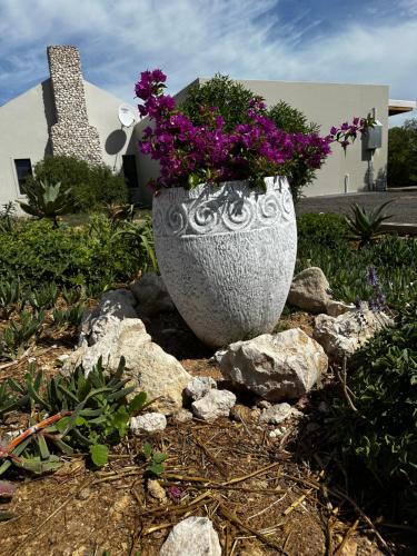 兰格班Villiera Guest Farm的一块在岩石上布满紫色花的宽阔花瓶