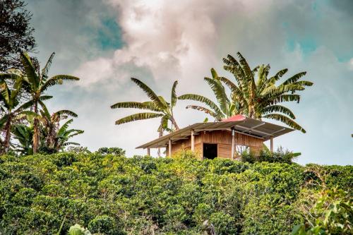 IsnosFinca Saabu的棕榈树山丘上的一个小房子