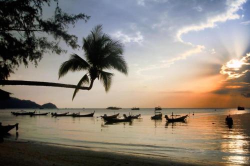 涛岛Tao Island Boutique Hotel的海滩上的一群小船,有棕榈树