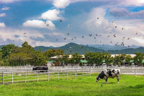 Ban Wa KachieoMe Design khao yai的一群鸟在田野上放牧的牛