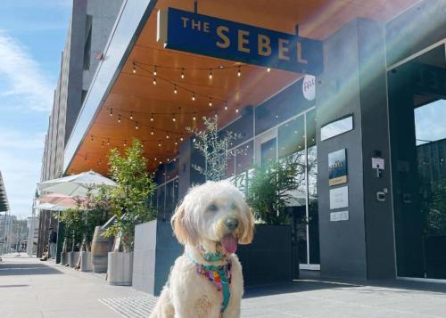 堪培拉The Sebel Canberra Civic的坐在建筑物前戴领子的白色狗
