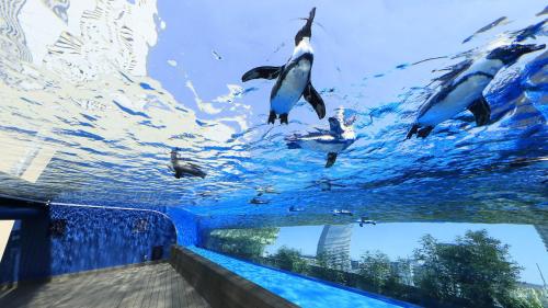 东京池袋阳光城王子酒店的一群企鹅在水族馆的水中