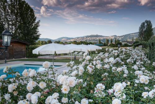 阿西西阿西西伊尔费尼勒住宿加早餐旅馆的游泳池旁的白色玫瑰花园
