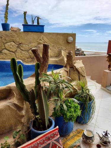 阿加迪尔Surf & Salsa GuestHouse的坐在庭院里的一群盆栽植物
