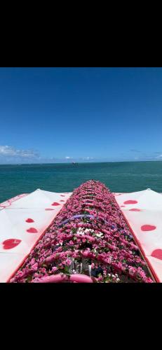 若昂佩索阿Barco do Amor的海滩上一大群粉红色的鲜花