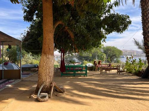 阿斯旺Salatoos Mango Camp的公园里的一组野餐桌和树木