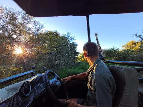 莫塞尔湾Garden Route Safari Camp的驾驶带有长颈鹿的卡车的男子