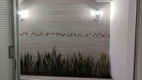 巴耶杜帕尔casa para festival vallenato的带淋浴植物的浴室
