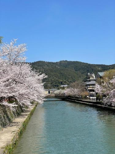 京都HOTEL AMANEK Kyoto Kawaramachi Gojo的一条有樱桃树和房子的河流