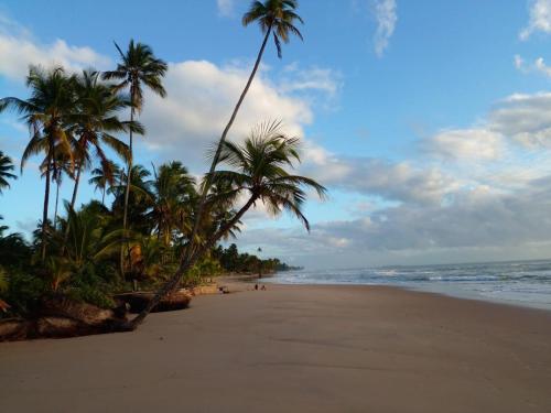 TaipuD'Ajuda Flat Taipu Bangalôs的棕榈树和海洋的沙滩