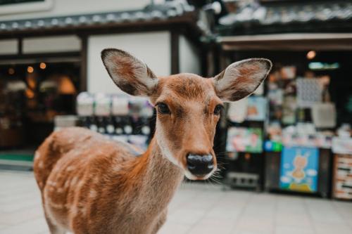 奈良Hotel Neiraku的站在商店里的一只棕色小鹿