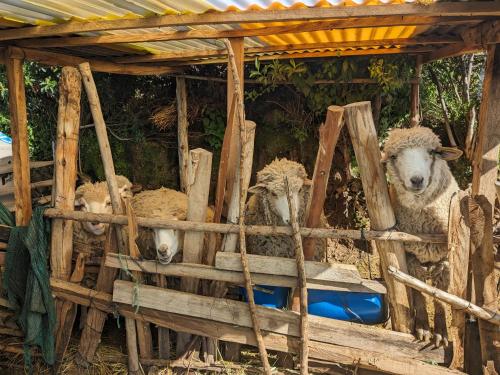 奥科苏尤Wayki Amantani Homestay的一群羊站在木结构中