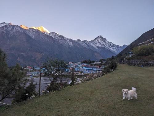 LuklaLukla Himalaya Lodge的一只狗站在山丘上,背靠山
