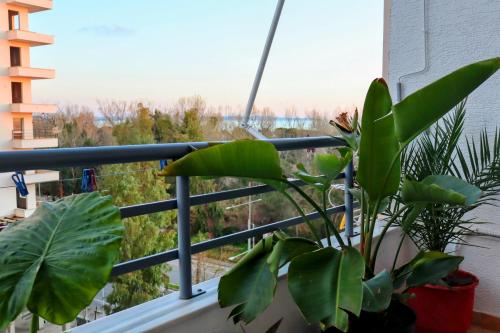 都拉斯Laurent's Durres sea apartment的坐在阳台旁窗台上的植物