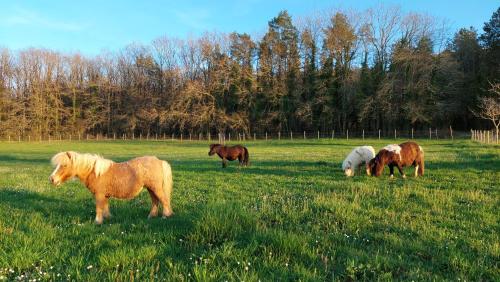蒙蒂尼亚克Ferme des Petites Oreilles 4 étoiles的一群马在田野里放牧