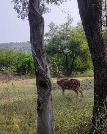 ChhatarpurJungle joy Homestay Basata的站在树旁田野上的鹿