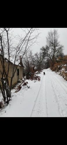 弗拉西纳里德ANN III的一条雪覆盖的道路,一条狗沿着这条道路走