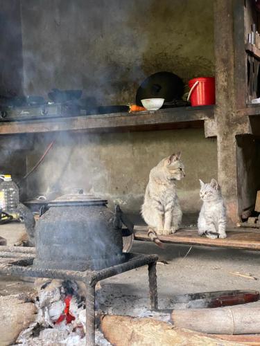河江Bikki jungle homestay的两只猫坐在火炉旁的架子上