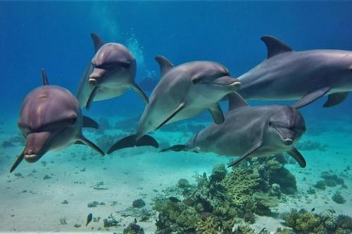 赫尔格达Hurghada Tours的一群海豚在水中游泳