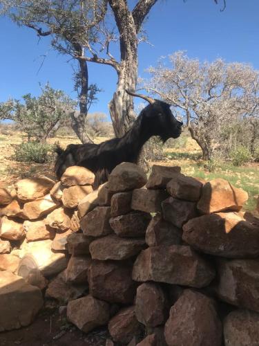 阿加迪尔Pedro's camp的一只黑色狗站在石墙顶上