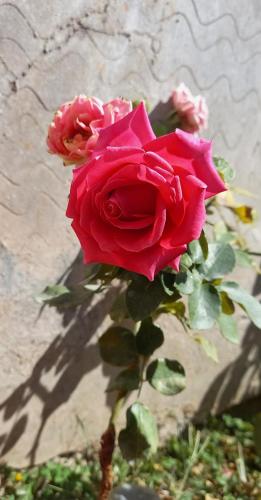 阿亚库乔SOL DEL NORTE的墙上有一群粉红色的玫瑰