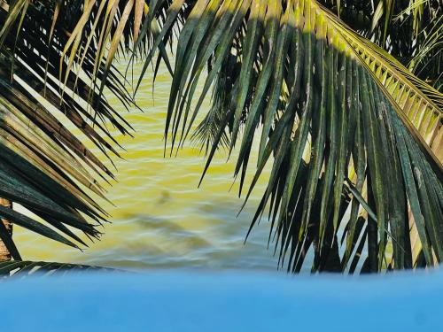 卡图纳耶克Touch Down Family Restaurant & hotel的水边的棕榈树附近
