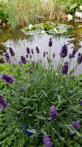 卢瓦尔河畔米德La petite parenthèse的池塘前的一束紫色花