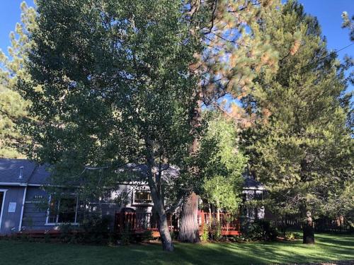 南太浩湖Tahoe Cottage perfect for couples and outdoor enthusiasts的房子前面的一棵大树