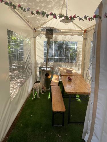 San GregorioStarlet的狗站在帐篷里,带桌子和长凳