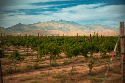 威尔科克斯Casa Barbera at Tirrito Farm的一座以山脉为背景的葡萄园