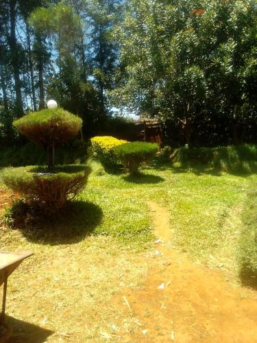 内罗毕JA STEP的草丛中带两栖植物和小径的花园