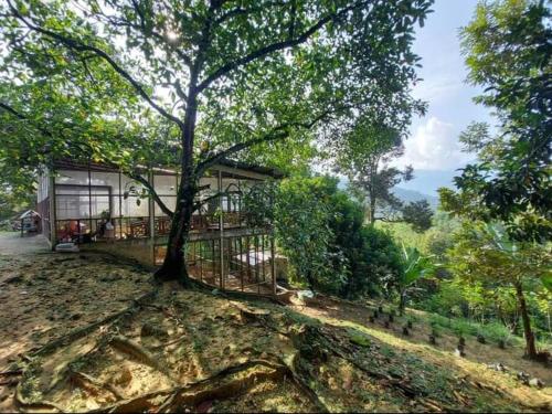 Kampong Sungai TamuHulu Tamu Off Grid Morrocan styled Hill Top Villa的前面有一棵树的房子