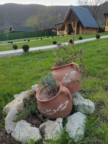 尼什Sicevacka Bajka的坐在岩石上,植有植物的锅