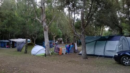 拉默齐亚泰尔默Camping Ulisse Calabria的一群在树丛中的帐篷
