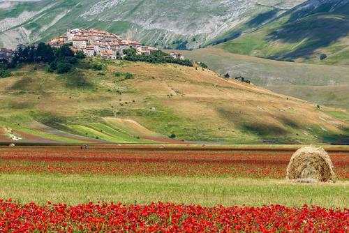 卡斯特卢乔Agriturismo Monte Veletta的山丘上的一个村庄,田野里种着红色的花