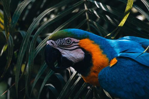 洛斯纳兰霍斯Villa Maria Tayrona, Jungle and Sea Experience的站在树上的一个蓝色和橙色的鸟
