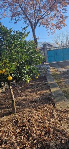 莱什Appartamento Mërqi的院子里一群橘子树